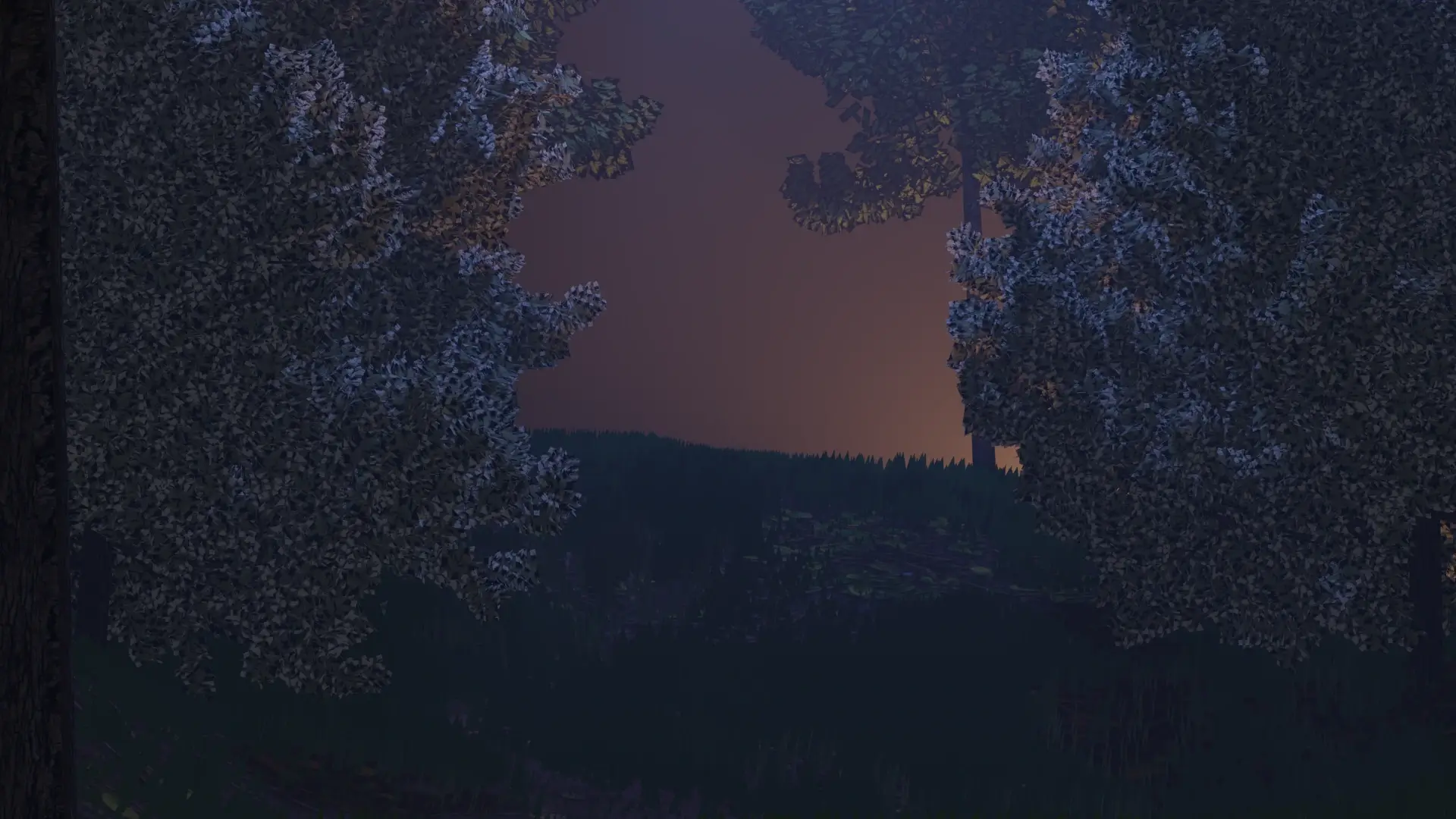 Night Forest